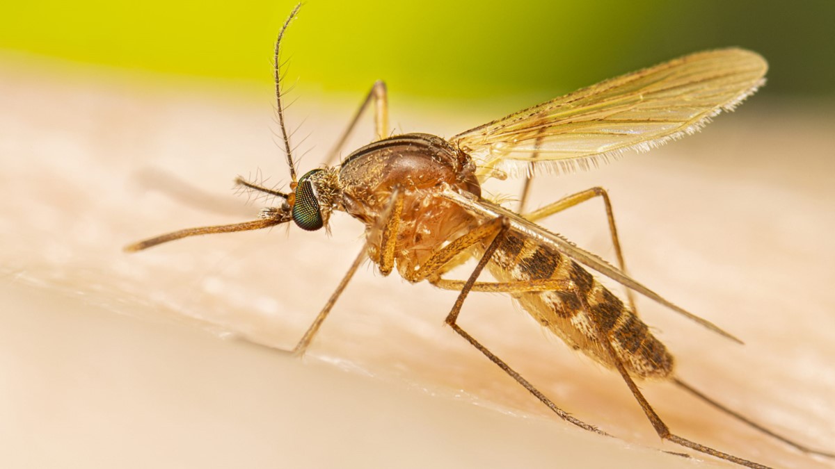 le virus du Nil occidental est l'agent infectieux qui, chez l'humain, provoque la fièvre du Nil occidental